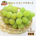 【ふるさと納税】 訳あり シャインマスカット 1kg ( 2~3房 ) マル南フルーツ 数量限定 大粒 種無し 甘い マスカット ぶどう 葡萄 産地直送 高級 ...