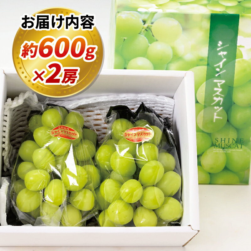 【ふるさと納税】 種無し シャインマスカット 計 1.2kg 600g × 2房 南予ファーム 先行予約 大粒 甘い シャイン マスカット ぶどう ブドウ 葡萄 高級 人気 果物 くだもの フルーツ デザート スイーツ おやつ 農家直送 産地直送 数量限定 国産 愛媛 宇和島 F020-082007