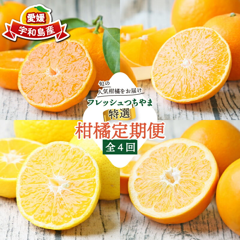 【ふるさと納税】 贈答用 柑橘定期便 全 4回 みかん定期便 特選 吉田みかん 愛果28号 媛小春 ダイヤオレンジ フレッシュつちやま 蜜柑定期便 大谷伊予柑 温州みかん 温州 果物 フルーツ 柑橘 愛媛みかん みかん mikan 産地直送 数量限定 国産 愛媛 宇和島 B072-096024のサムネイル