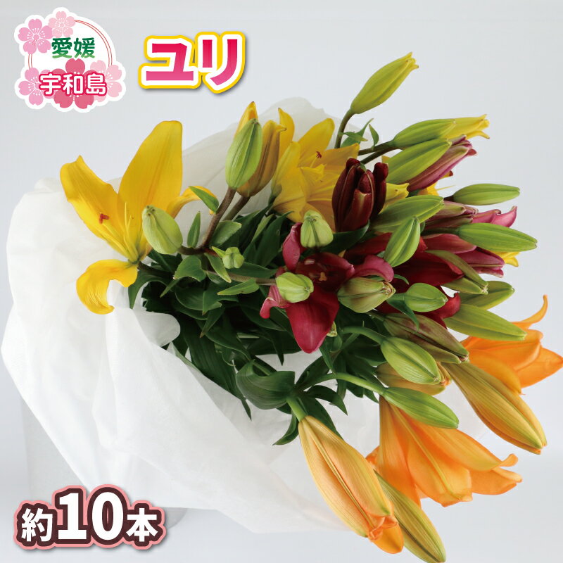花束 ユリ 約10本 LA スカシユリ 百合 古岩園芸 花 花束 生花 切花 切り花 つぼみ 蕾 誕生日 記念日 プレゼント フラワー インテリア 自宅用 大輪花 国産 愛媛 宇和島