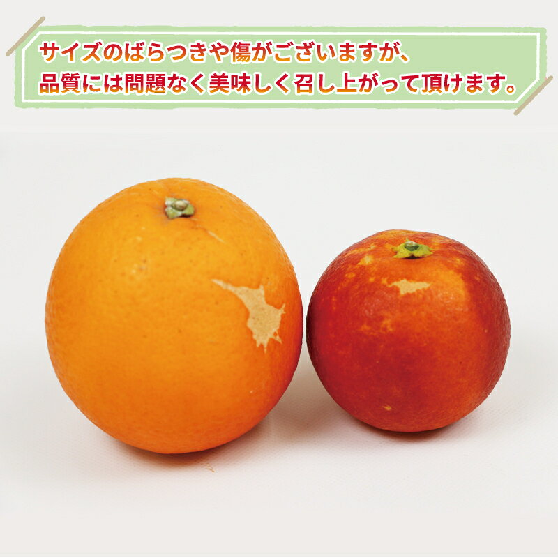 【ふるさと納税】 訳あり ブラッドオレンジ・モロ 5kg 大田農園 先行予約 オレンジ 果物 くだもの フルーツ 柑橘 みかん 訳アリ 訳あり品 訳有り わけあり 愛媛みかん 愛媛ミカン 愛媛蜜柑 愛媛県産 mikan 産地直送 農家直送 数量限定 国産 愛媛 宇和島 B012-121004 f382035-uwajima-10000474 愛媛県宇和島市 サンプル画像2
