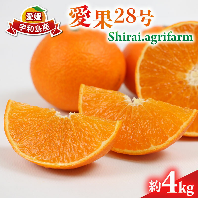 愛果28号 約4kg L~3L サイズ Shirai.agrifarm 先行予約 みかん 愛媛ミカン 愛媛蜜柑 mikan 柑橘 果物 くだもの フルーツ 高級 ブランド 限定 品種 濃厚 甘い 甘味 蜜柑 ゼリー プルプル 産地直送 農家直送 数量限定 国産 愛媛 宇和島