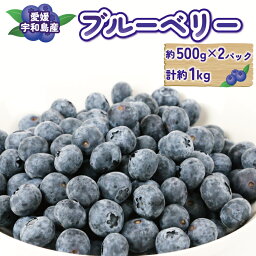 【ふるさと納税】 ブルーベリー 500g × 2パック 計 1kg マスタニ農園 ハウス栽培 大粒 小分け パック 生 ベリー 果物 フルーツ デザート スイーツ ポリフェノール 抗酸化作用果物 冷蔵 農家直送 産地直送 数量限定 国産 愛媛 宇和島 F018-136002