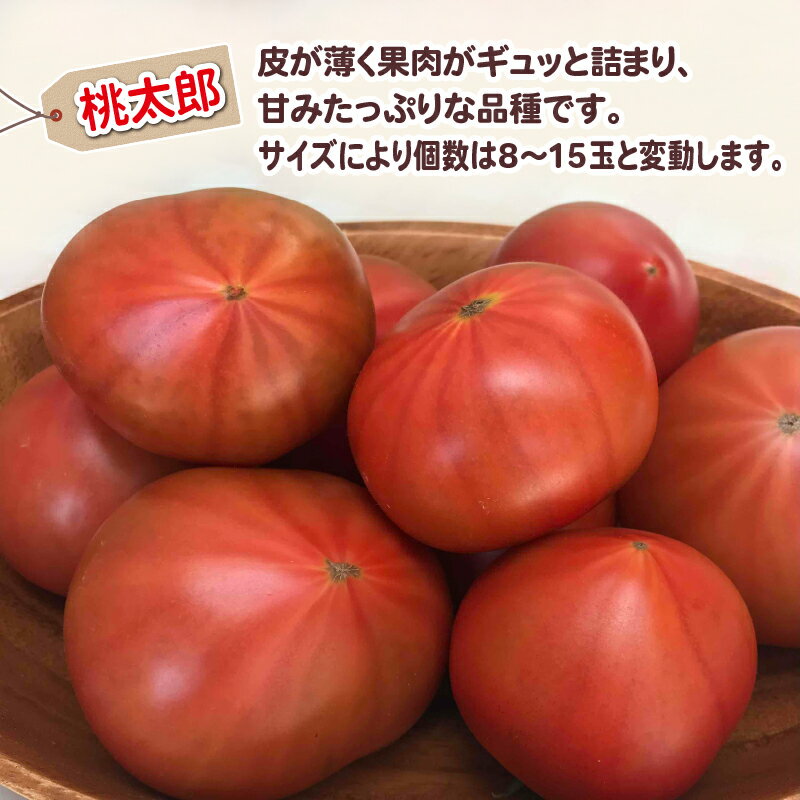 【ふるさと納税】 トマト 2種類 セット 桃太郎 千果 山本農園 野菜 甘い 新鮮 とまと 糖度 10度以上 ミニトマト プチトマト リコピン サラダ 食べ比べ 産地直送 数量限定 国産 愛媛 宇和島 F012-128001