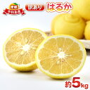 【ふるさと納税】 はるか 訳ありみかん 訳あり はるか 5kg 杉本屋...(4)