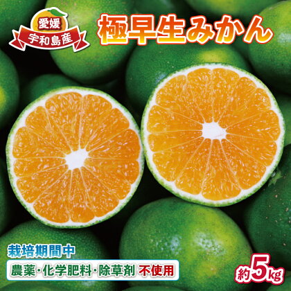 愛媛 みかん 極早生みかん 5kg 栽培期間中 農薬 化学肥料 除草剤 不使用 なかい果樹園 温州みかん 温州 蜜柑 さっぱり 爽やか 果物 フルーツ 柑橘 農家直送 産地直送 数量限定 国産 愛媛 宇和島 B012-144001