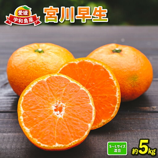 【ふるさと納税】 みかん 愛媛 宮川早生 5kg コルレオファーム サイズ 不揃い 美味しい 蜜柑 早生 甘い 酸味 温州 うんしゅう 温州みかん mikan 果物 くだもの フルーツ 柑橘 農家直送 産地直送 数量限定 国産 宇和島 B010-145003 【ふるさと納税】 みかん 愛媛 宮川早生 5kg コルレオファーム サイズ 不揃い 美味しい 蜜柑 早生 甘い 酸味 温州 うんしゅう 温州みかん mikan 果物 くだもの フルーツ 柑橘 農家直送 産地直送 数量限定 国産 宇和島 B010-145003