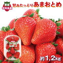 【ふるさと納税】 イチゴ 苺 甘み たっぷり あまおとめ 1.2kg (300g×4パック) 西田農園 愛媛 オリジナル 品種 さちのか × とちおとめ 先行予約 甘い あまい 果物 フルーツ 朝食 ヨーグルト スムージー デザート スイーツ ジャム おやつ 数量限定 国産 宇和島 F015-124001