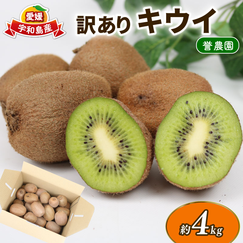 訳あり キウイ 4kg 誉農園 先行予約 わけあり サイズ 不揃い キウイフルーツ 甘い 果物 くだもの 訳アリ 訳あり品 訳有り訳有 フルーツ デザート 農家直送 産地直送 数量限定 国産 愛媛 宇和島
