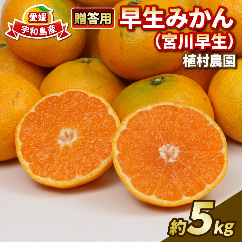 【ふるさと納税】 贈答用 早生みかん 宮川早生 5kg 植村農園 早生 わせ 贈答 ギフト プレゼント 果物 フルーツ 柑橘 みかん 蜜柑 産地直送 農家直送 数量限定 国産 愛媛 宇和島 B010-153008