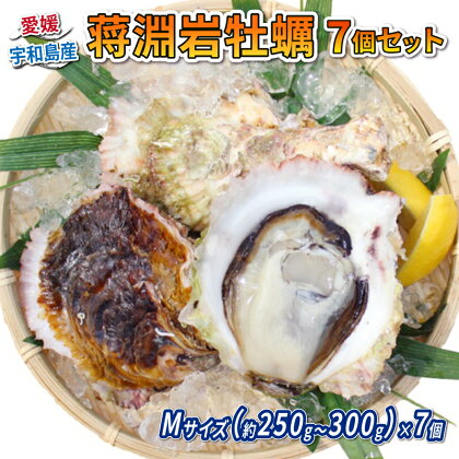 蒋淵 岩牡蠣 7個 250g~300g 愛媛県漁業協同組合 牡蠣 かき 殻付き 牡蠣ナイフ 手袋 付き BBQ 網焼き 焼き牡蠣 オイスター 牡蠣鍋 鍋 貝 新鮮 海鮮 海産物 海の幸 冷蔵 数量限定 国産 愛媛 宇和島 D012-094001