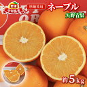【ふるさと納税】 ネーブルオレンジ 5kg 準 贈答用 矢野青果 ネーブル オレンジ オレンジ みかん 柑橘 果物 くだもの フルーツ 濃厚 甘い 甘味 蜜柑 ...