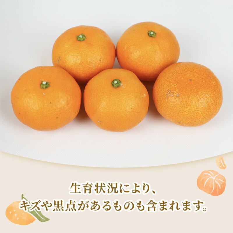 【ふるさと納税】あんぽ柿 贈答用 秀品 9個入り 化粧箱 | フルーツ くだもの 果物 柿 かき カキ あんぽ柿 奈良県 五條市 干し柿 スイーツ お菓子 ギフト 化粧箱 干し柿 スイーツ お菓子 ギフト 坂口農園