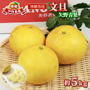 【ふるさと納税】 準 贈答用 文旦 5kg 矢野青果 ザボン ぶんたん ボンタン ポメロ 果物 くだもの フルーツ 濃厚 甘い 甘味 さっぱり 酸味 蜜柑 準贈...