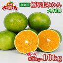 【ふるさと納税】 家庭用 極早生 みかん 選べる 容量 5kg ~ 10kg 矢野青果 温州みかん 果物 くだもの フルーツ 柑橘 蜜柑 愛媛蜜柑 愛媛みかん 愛媛ミカン mikan 産地直送 数量限定 国産 愛媛 宇和島