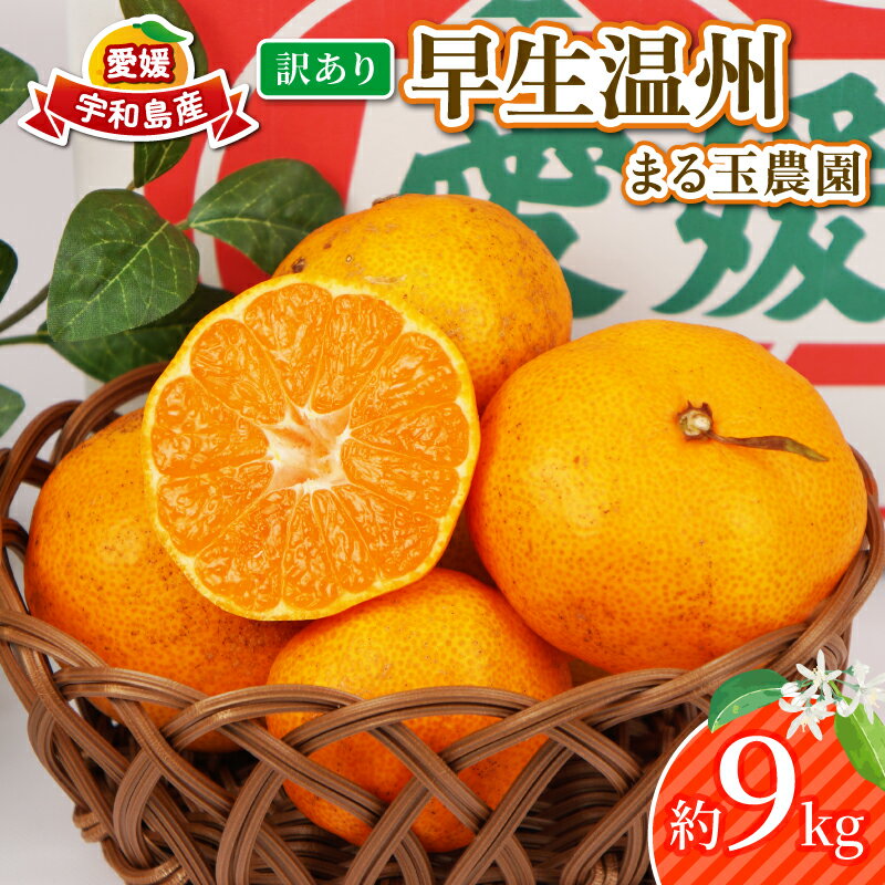 訳あり 早生温州 9kg まる玉農園 早生 みかん 温州みかん 早生みかん 温州 蜜柑 mikan 愛媛みかん 愛媛蜜柑 愛媛ミカン 果物 くだもの フルーツ おすすめ 人気 訳アリ わけあり 柑橘 農家直送 産地直送 数量限定 先行予約 国産 愛媛 宇和島