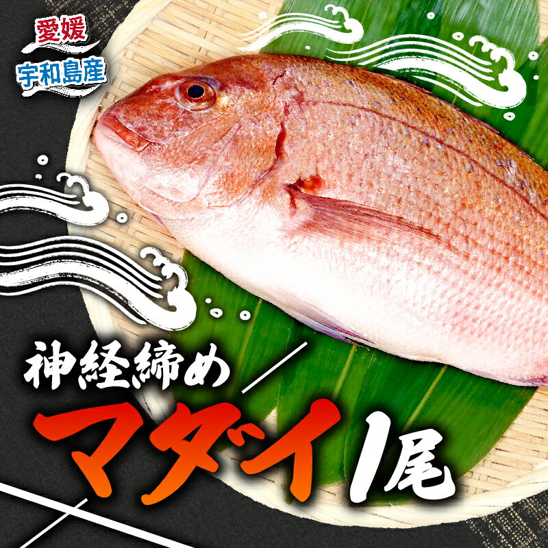 【ふるさと納税】 真鯛 1尾 宇和海産 神経締め こもこもShop 神経〆 まるごと 海の鯛陽 鯛 マダイ タイ 養殖 刺身 お刺身 お刺し身 刺し身 人気 鯛めし 鯛茶漬け 鯛しゃぶ 塩焼き 煮付け アレンジ 新鮮 冷蔵 国産 愛媛 宇和島 D013-186001