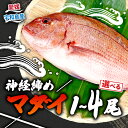 【ふるさと納税】 真鯛 宇和海産 神経締め 選べる 内容量 1尾〜4尾 こもこもShop 神経〆 まるごと 海の鯛陽 鯛 マダイ タイ 養殖 刺身 お刺身 お刺...
