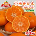 【ふるさと納税】 小玉みかん 南柑20号 みかん 5kg 2S~S サイズ こうの果樹園 温州みかん 温州 愛媛みかん 愛媛蜜柑 愛媛ミカン みかん ミカン 蜜...