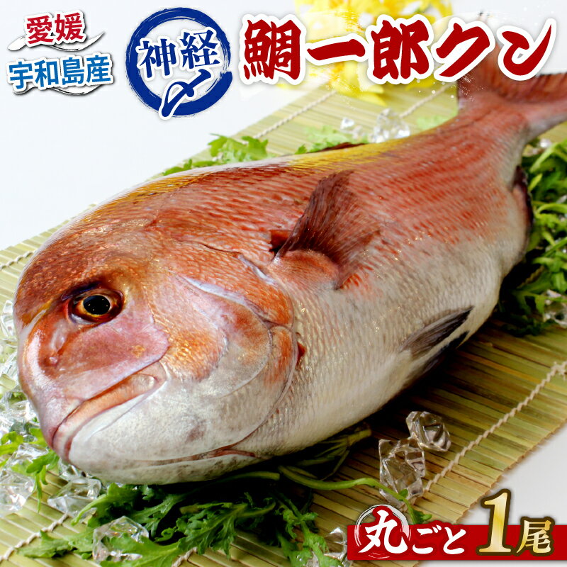真鯛 1尾 鯛一郎クン 神経締め 株式会社タイチ 神経〆 まるごと 鯛 タイ たい tai マダイ まだい 養殖 お祝い 刺身 お刺身 お刺し身 鯛めし 鯛茶漬け 鯛しゃぶ 塩焼き 煮付け 焼き物 アレンジ 冷蔵 新鮮 産地直送 愛媛県産 国産 愛媛 宇和島