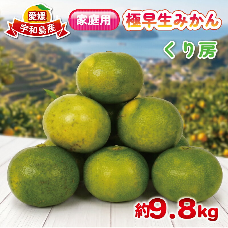 家庭用 極早生みかん 約 9.8kg くり房 極早生 ごくわせみかん 愛媛みかん 愛媛蜜柑 蜜柑 mikan 果物 くだもの フルーツ 柑橘 数量限定 産地直送 国産 愛媛 宇和島