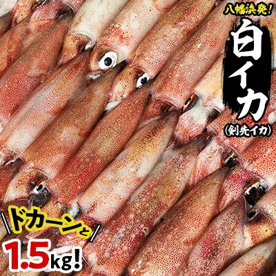 【ふるさと納税】八幡浜発!「白イカ(剣先イカ)」ドカーンと1.5kg!【1043152】