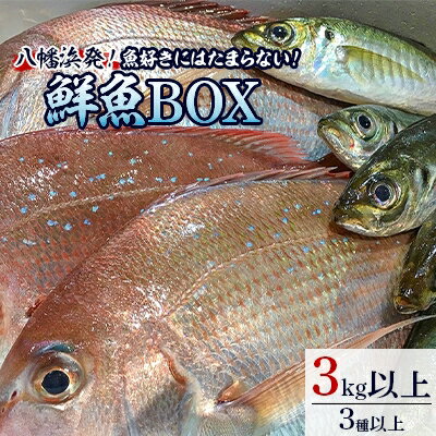 竹中水産の八幡浜発!「魚好きにはたまらない!鮮魚BOX」[F22-135][配送不可地域:離島・北海道・沖縄県]