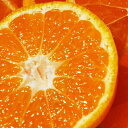 【ふるさと納税】【2025年11月以降発送】みきゃんがお届け!プチみかん2箱セット約5.6kg【C28-25】_ みかん ミカン 柑橘 フルーツ くだもの 果物 ふるーつ 青果 果実 甘い ジューシー 産直 旬 【配送不可地域:離島】【1051844】