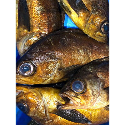 【ふるさと納税】竹中水産の大サイズ「メバル又はホゴ」1キロ!【D22-242】【配送不可地域:離島・北海道・沖縄県】【1073403】