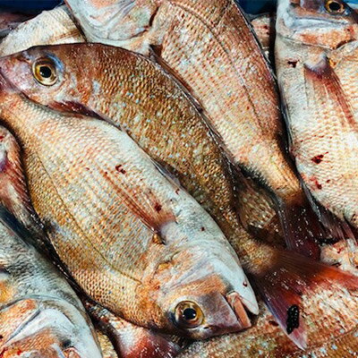 【ふるさと納税】竹中水産の当地自慢の鮮魚2種「真鯵と天鯛」!約1キロセット!(宇和海産)【C22-255】【配送不可地域：離島・北海道・沖縄県】【1073912】