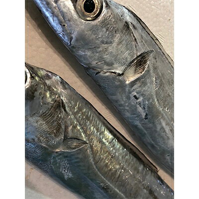 【ふるさと納税】竹中水産の「釣の太刀魚」　約2キロ!...