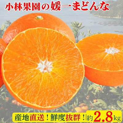 【ふるさと納税】小林果園の媛一まどんな(約2.8kg)【C24-16】_ みかん ミカン 蜜柑 柑橘類 柑橘 フルーツ 果物 くだもの まどんな マドンナ 人気 美味しい 愛媛県 八幡浜市 ふるさと 【1124422】 【ふるさと納税】小林果園の媛一まどんな(約2.8kg)【C24-16】_ みかん ミカン 蜜柑 柑橘類 柑橘 フルーツ 果物 くだもの まどんな マドンナ 人気 美味しい 愛媛県 八幡浜市 ふるさと 【1124422】