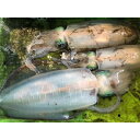 【ふるさと納税】竹中水産のアオリイカ2kg前後!(±100g)【H22-273】【配送不可地域:離島】【1143921】