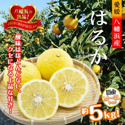 【ふるさと納税】2026年2月発送開始 ジューシーな甘さ!「はるか」約5キロ 【C39-7】【配送不可地域:離島】【1280653】 【ふるさと納税】2026年2月発送開始 ジューシーな甘さ!「はるか」約5キロ 【C39-7】【配送不可地域:離島】【1280653】