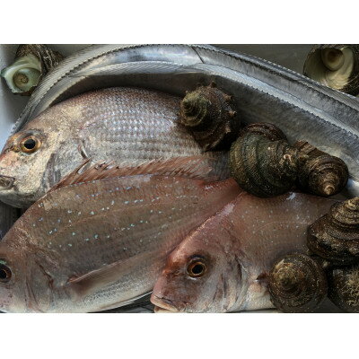 【ふるさと納税】竹中水産の八幡浜発!「朝獲れデイリー鮮魚BOX」1.5kg【C22-277】【配送不可地域:離島・北海道・沖縄県】【1298414】 【ふるさと納税】竹中水産の八幡浜発!「朝獲れデイリー鮮魚BOX」1.5kg【C22-277】【配送不可地域:離島・北海道・沖縄県】【1298414】