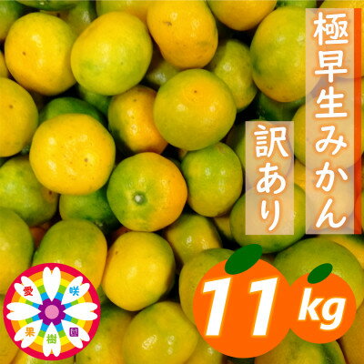 【ふるさと納税】「 極早生 みかん 」 訳あり 約11kg《