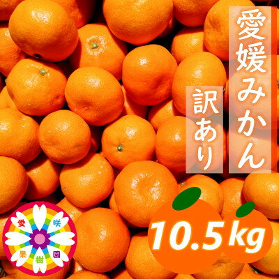 【ふるさと納税】「 愛媛 みかん 」 訳あり 約10.5kg