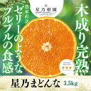 【ふるさと納税】星乃みかん園の 星乃まどんな (3.5kg)【E45-63】_ ミカン 蜜柑 みかん マドンナ 紅まどんな同品種 フルーツ 果物 くだもの 柑橘 柑橘類 人気 美味しい 愛媛県 八幡浜市 ふるさと 【1339327】