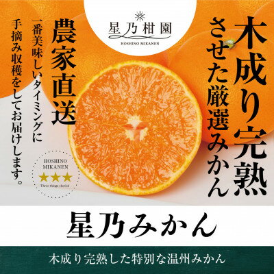 【ふるさと納税】星乃みかん園のみかん(5kg)【C45-55