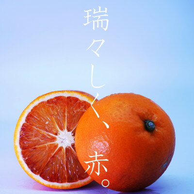 14位! 口コミ数「3件」評価「2.33」イタリア生まれの芸術柑橘!　ブラッドオレンジ5.5kg【C56-34】【配送不可地域：離島】【1383241】