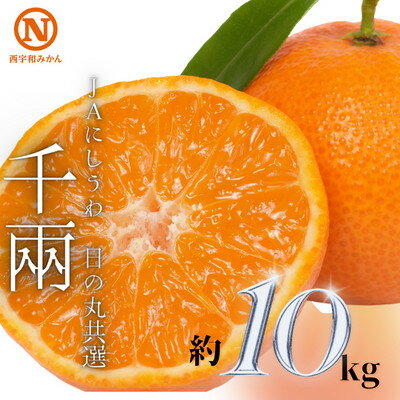 【ふるさと納税】JAにしうわの季節の柑橘(日の丸共選「千兩」約10kg)【F08-46】【1443346】