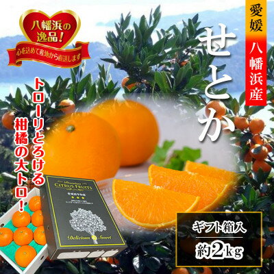 【ふるさと納税】2026年2月~順次出荷 柑橘の大トロ‼「せとか」約2kg 【C39-55】_ みかん ミカン 柑橘 せとか 果物 くだもの フルーツ 旬 愛媛 柑橘の大トロ 濃厚 甘み 国産 産直 産地直送 化粧箱 【配送不可地域:離島】【1462367】