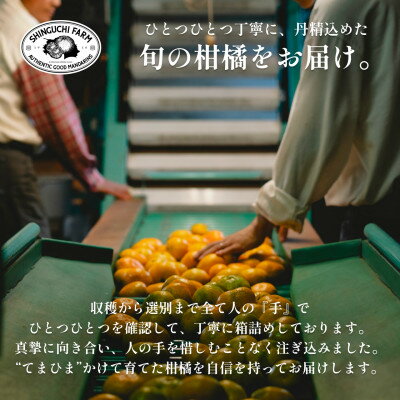 【ふるさと納税】創業百八年 愛媛みかんの老舗【文旦5kg】家庭用【新口農園】【C70-31】_ みかん ミカン 柑橘 フルーツ 果物 くだもの 青果 文旦 ブンタン ぶんたん 産地直送 産直 愛媛 甘い 常温 家庭用 希少 名産地 木成り 完熟 【1470650】