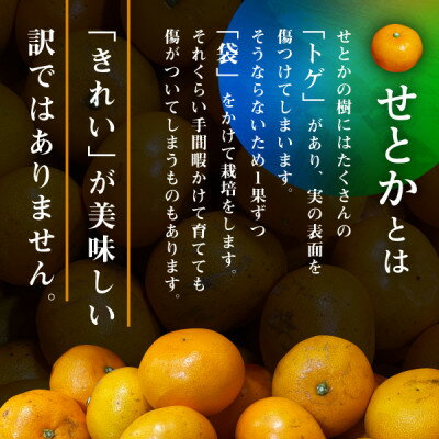 愛媛県八幡浜市の画像2