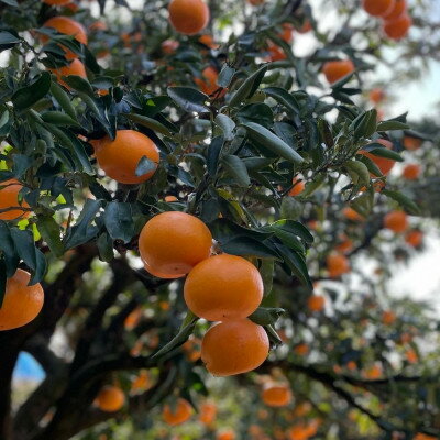 愛媛県八幡浜市の画像3