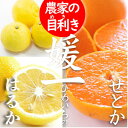 【ふるさと納税】《愛媛・八幡浜柑橘詰合せ》よくばり2箱セット(せとか・はるかの2品種)【C28-37】【1488778】