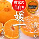 【ふるさと納税】《愛媛・八幡浜柑橘詰合せ》よくばり2箱セット(せとか・しらぬひの2品種)【C28-38】【1504074】