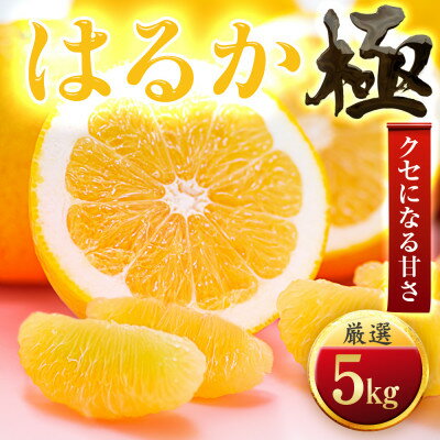 【ふるさと納税】【太陽をたっぷり浴びた】はるか【極】5kg【C49-49】【1509746】