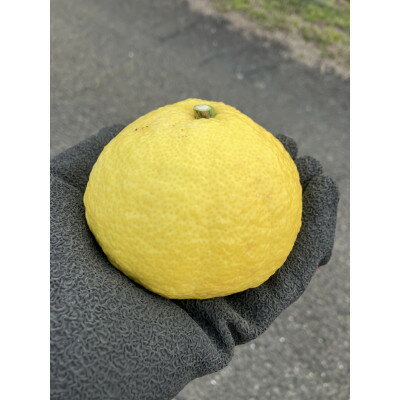 【ふるさと納税】愛媛県八幡浜市産 はるか5kg(梱包込)【C85-4】【1567152】