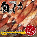 【ふるさと納税】【冷凍便】八幡浜発!「白イカ(剣先イカ)」ドカーンと1.5kg!【D22-217】_ いか イカ 白いか 剣先いか 海鮮 魚介 魚介類 刺身 送...